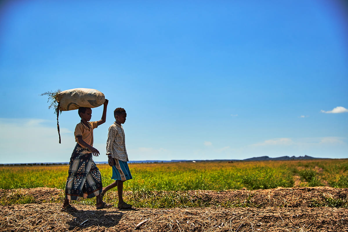 새벽 들녘, 꿈을 묻고